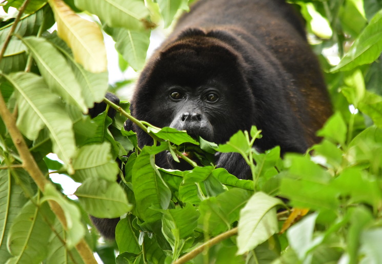 Brulapen aan het eten in de boom in de jungle