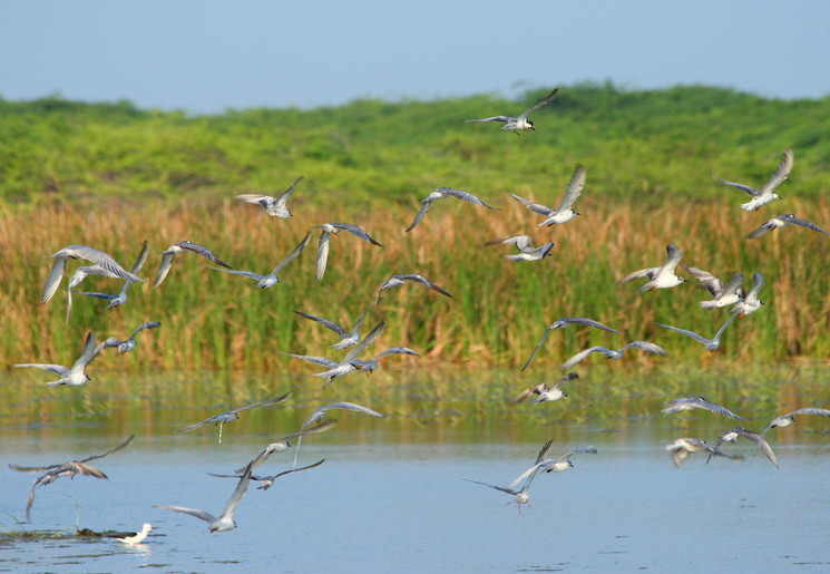 Vele vogelsoorten in het Bundala National Park, Sri Lanka