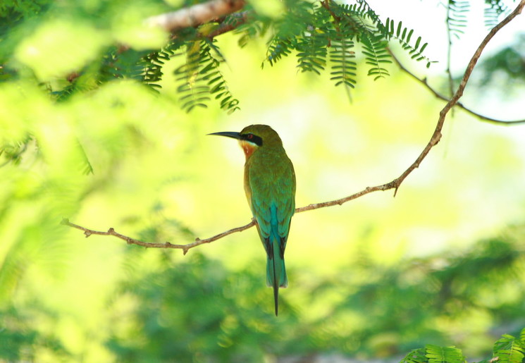 Blauwstaartbijeneter in Bundala National Park