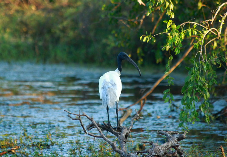 Zwarthalsooievaar in Bundala National Park