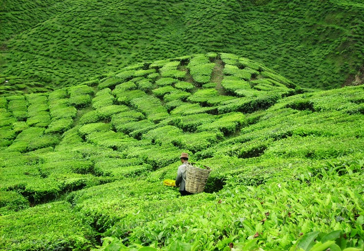 Cameron Highlands in Maleisië