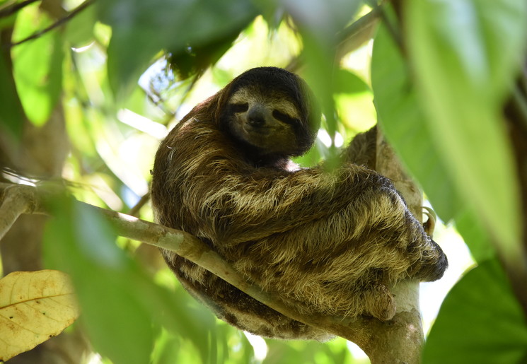Spot luiaarden in Costa Rica