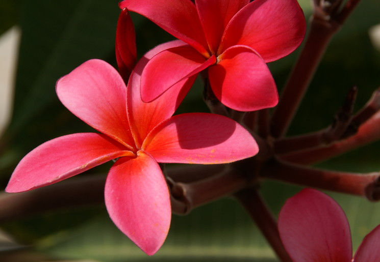 Cambodja-Bloemen-bloem3(17)