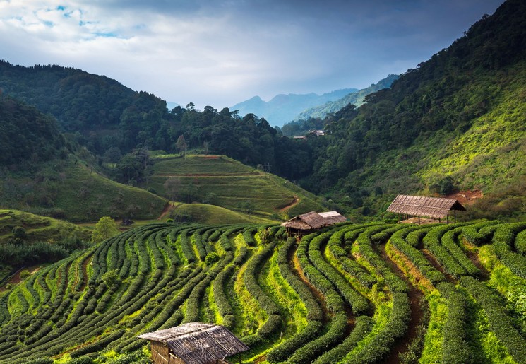 Theevelden van de Cameron Highlands Theevelden van de Cameron Highlands