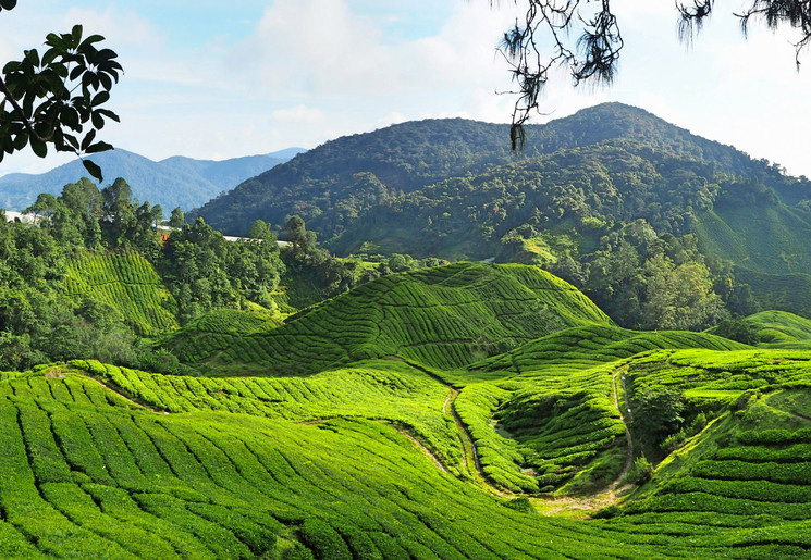 De theevelden van Cameron Highlands, Maleisië