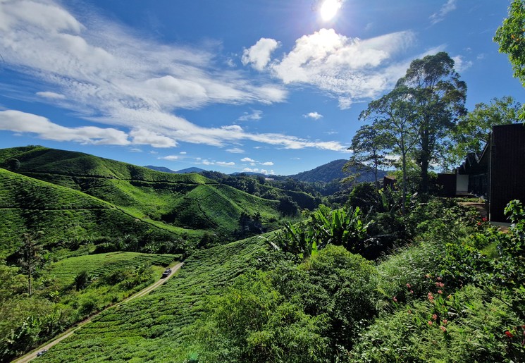 Prachtig uitzicht op de theevelden,Cameron Highlands, Maleisië