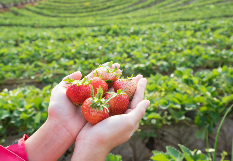 Aardbeienplantage in de Cameron Highlands