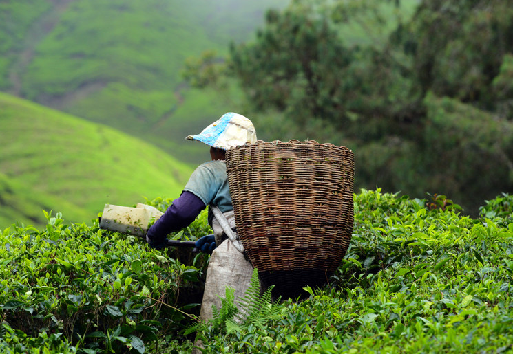 Theeplukker in Cameron Highlands, Maleisië Theeplukker in Cameron Highlands, Maleisië