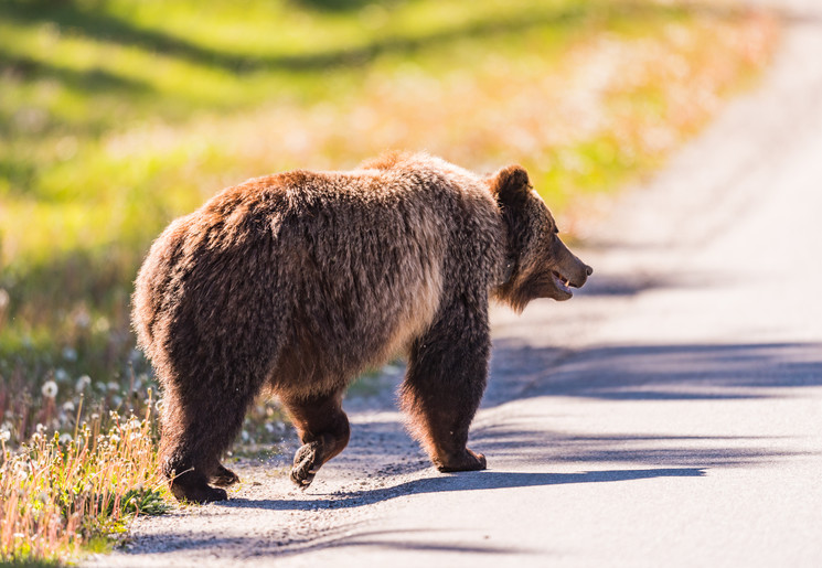 Canada-Banff-Grizzlybeer_1_506423