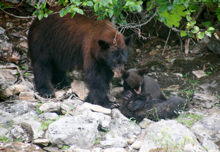 Canada-Banff-National-Park-Beren_2_505505