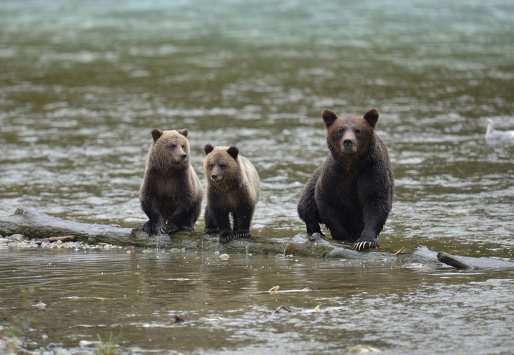 Grizzly beren spotten in Campbell River