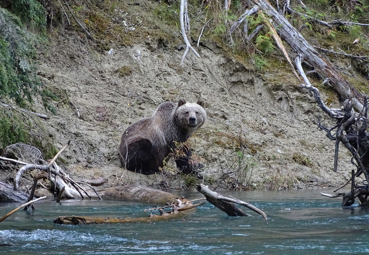 Canada-Grizzlybeer_2_506635 Canada-Grizzlybeer_2_506635