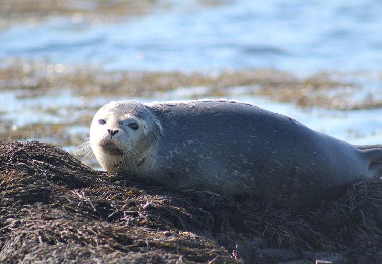 Canada-Nova-Scotia-zeehond_1_548141