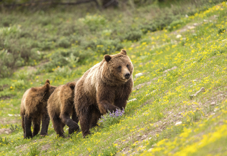 Canada-Revelstoke-bruine-beer_1_544051