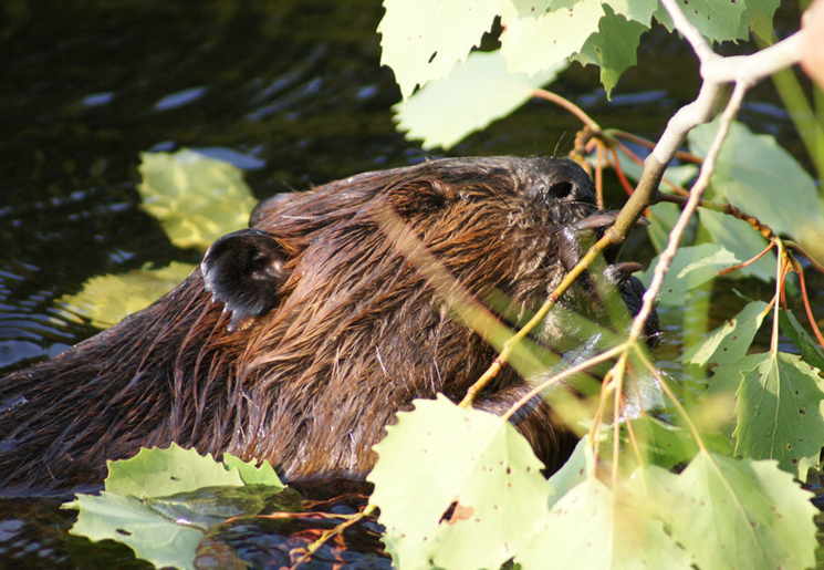 Canada-Saint-Alexis-des-Monts-Sacacomie_1_507580