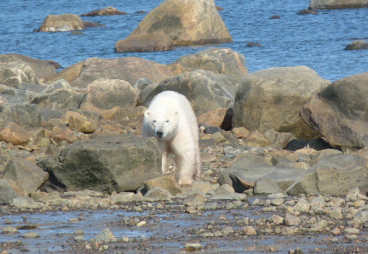IJsberenlodge, droomreis voor Van Verre-medewerkster Irene