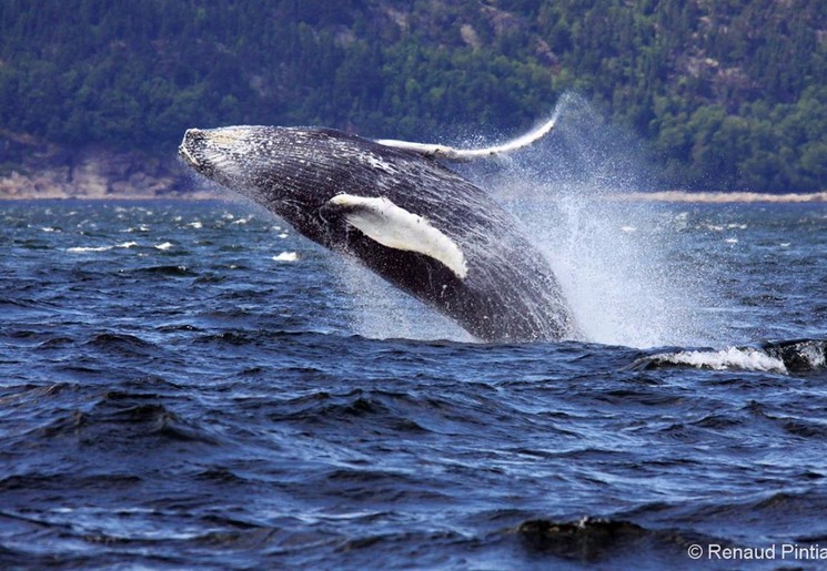 Whalewatching_Tadoussac_523661.jpg