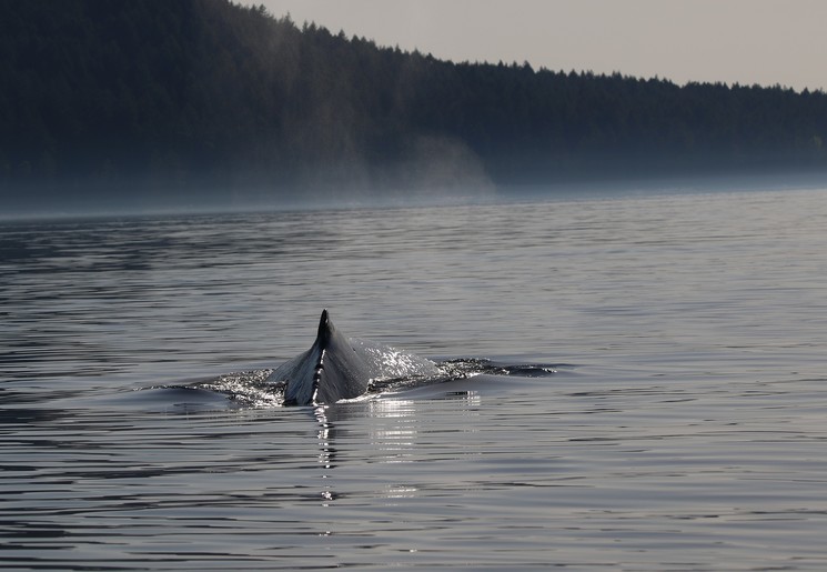 Walvissen spotten bij Telegraph Cove