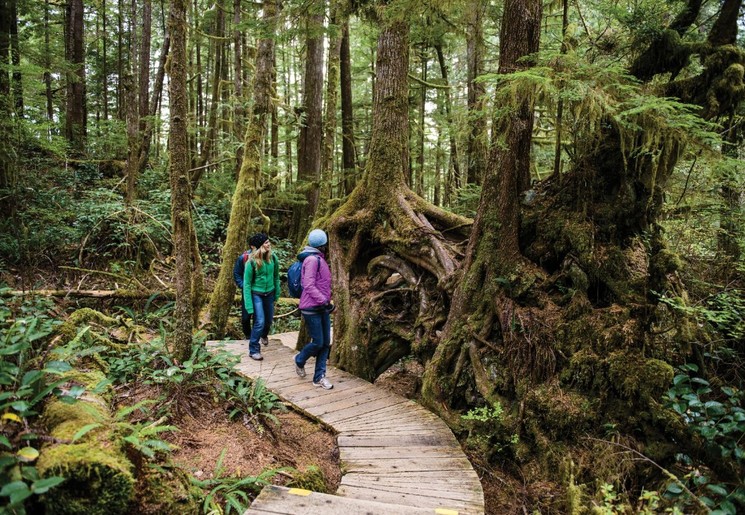 Wandelen tussen reusachtige bomen in Ucluelet