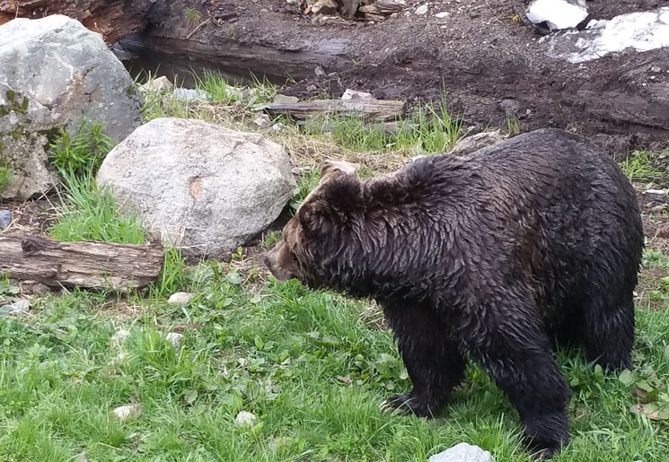 Canada-Vancouver-Grouse-Mountain-Grizzly Canada-Vancouver-Grouse-Mountain-Grizzly
