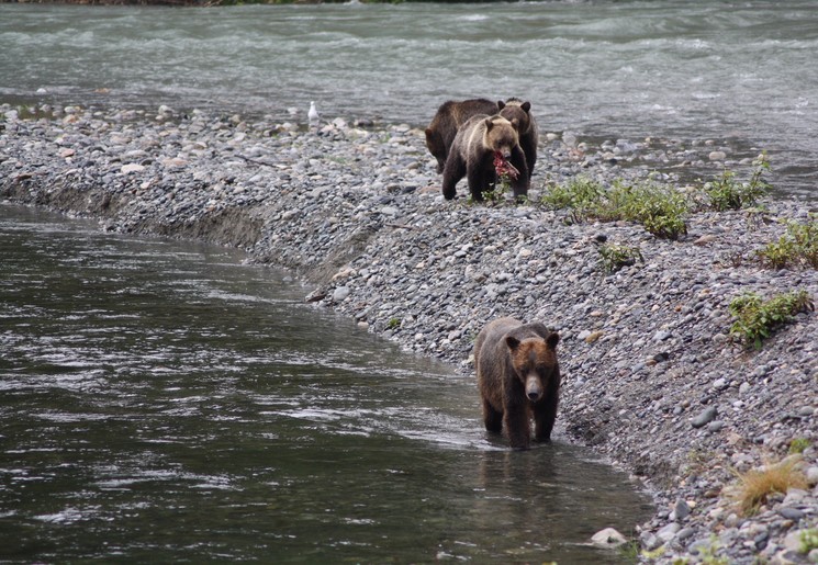 Canada-Vancouver-Island-Campbell-River-Grizzly_1_506481