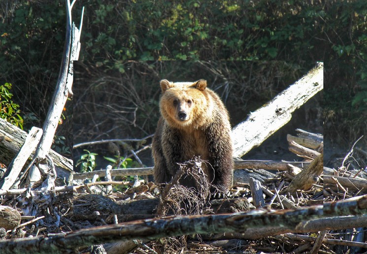 Canada-Vancouver-Island-Grizzlybeer-1 Canada-Vancouver-Island-Grizzlybeer-1