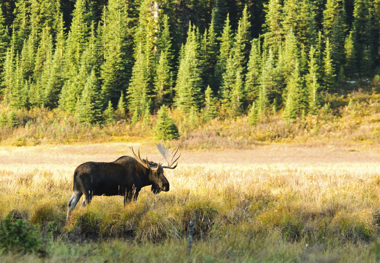 Eland in Canada