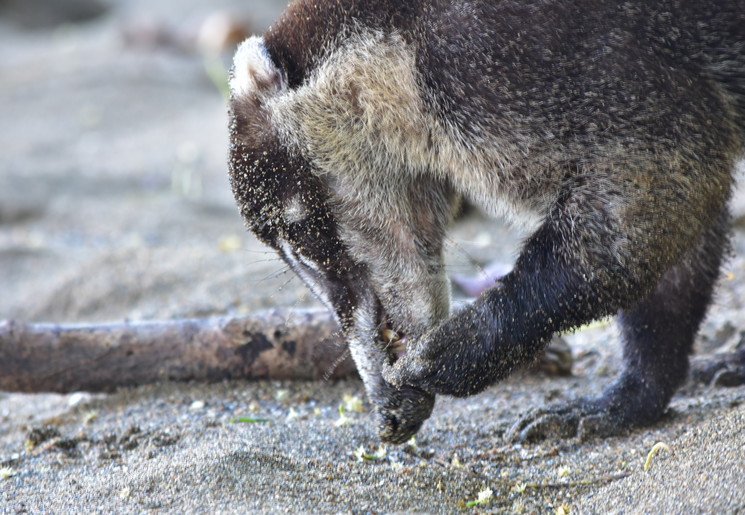 Caoti in Corcovado National Park - Costa Rica