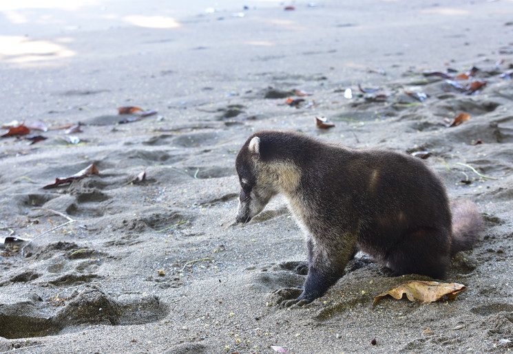 Caoti-in-Corcovado-NP-3(6)