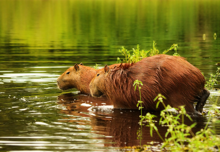 Capibara's aan de waterkant