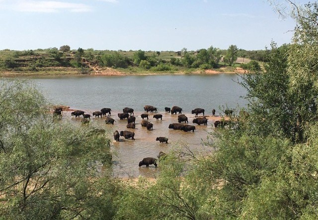 Caprock Canyon Bison in Lake