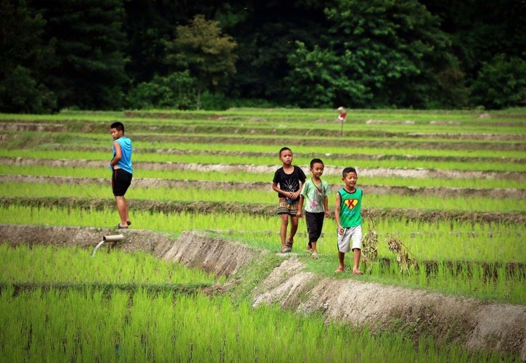 Kinderen bij de rijstvelden nabij Chiang Rai, Thailand