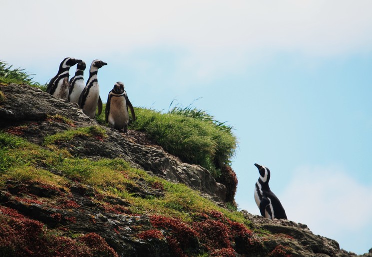 Chili-Chiloe-Pinguins_1_432583