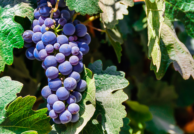 Druivenrank in de Maipo Vallei, Chili