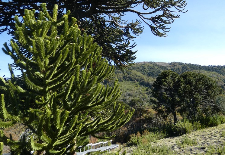 Chili-Malalcahuello-Omgeving1(2)