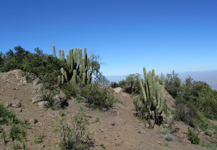 Chili-San-Pedro-de-Atacama-cactus