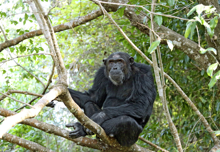 Mahale Mountain National Park