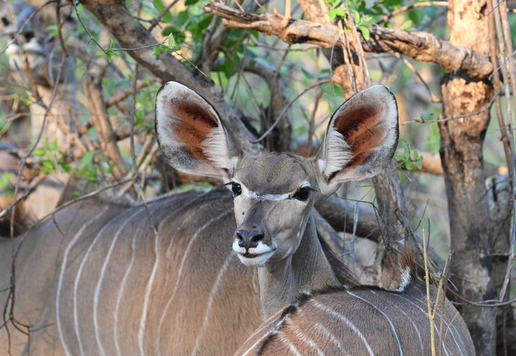 Kudu Hert in het Chobe National Park, Botswana