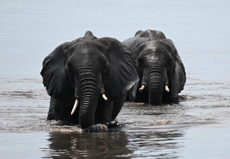 Olifanten wadend in het water in het Chobe National Park