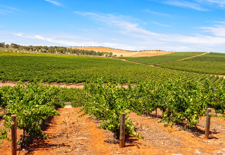 Wijngaarden van Clare Valley Australië