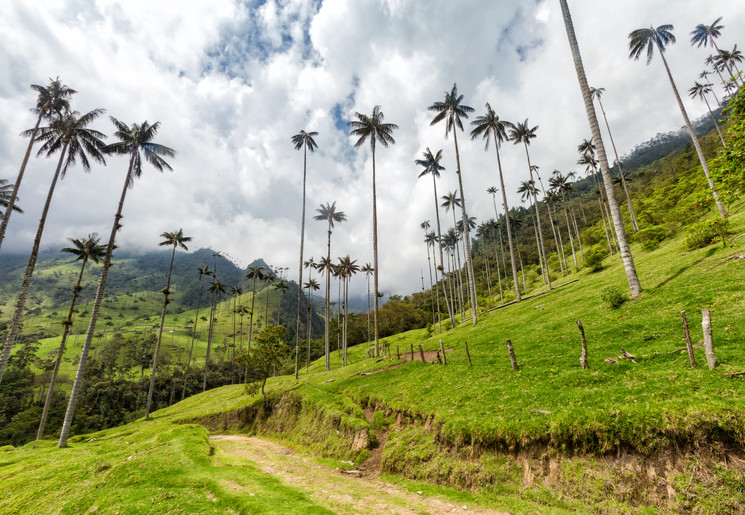 Cocora-Valley-2(3)
