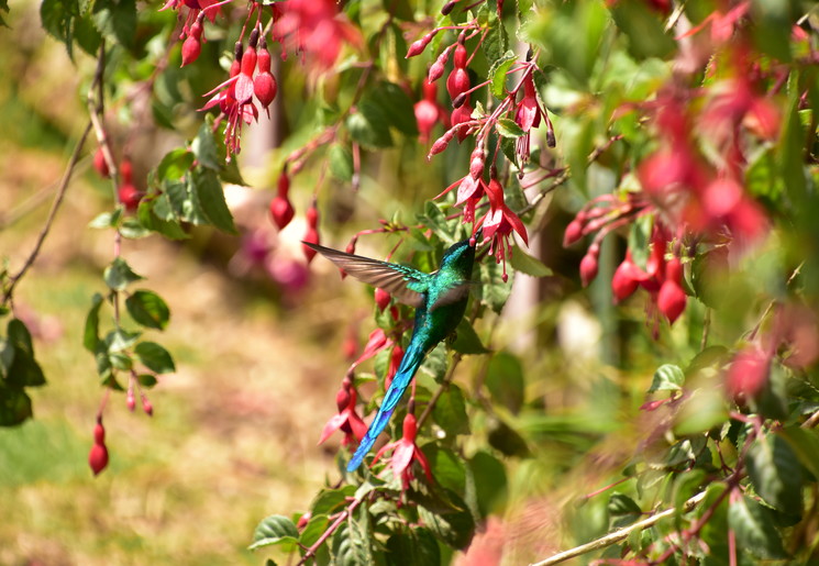 Langstaartnimf Kolibrie