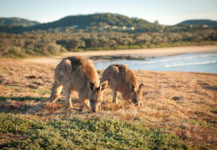 Kangaroos bij Coffs Harbour