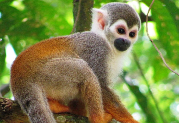 Colombia-Amazone-aapje Colombia-Amazone-aapje