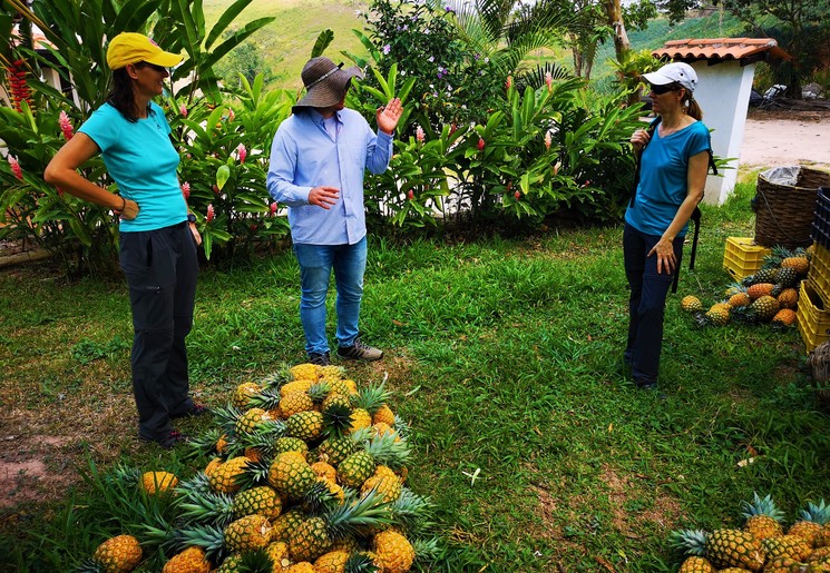 Een ananas plantage in Bucaramanga