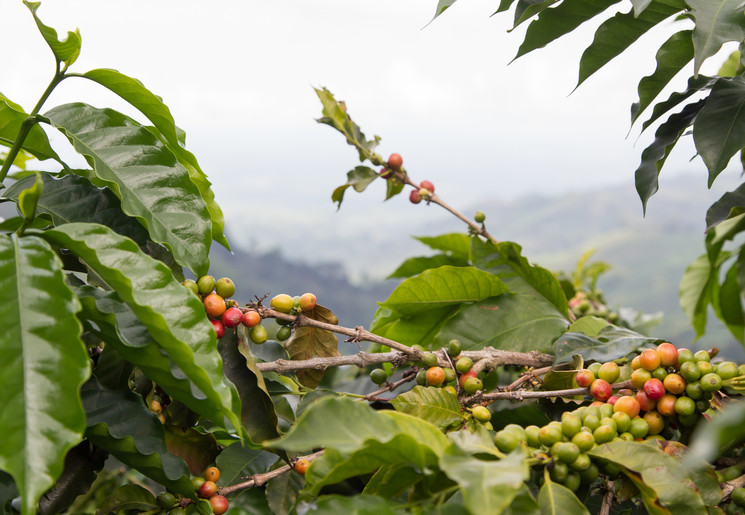 Koffie is de belangrijkste bron van inkomsten in Colombia