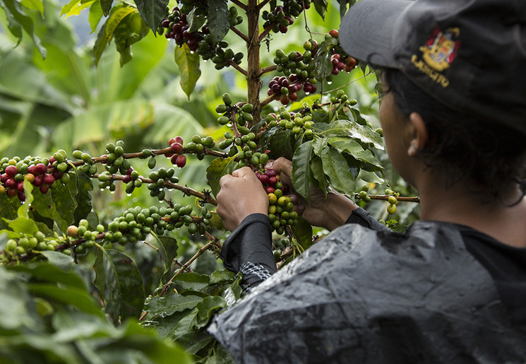 Colombia koffieregio, Finca Morelia
