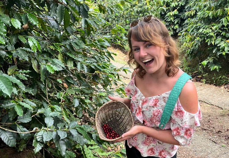 Helpen plukken van rode koffiebessen op de koffieplantage