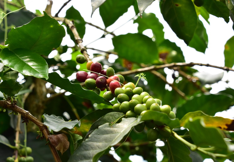 Koffiebessen in de planten op de plantages, Colombia