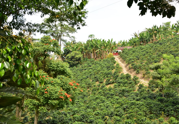 De koffieregio, bekende bezienswaardigheid in Colombia